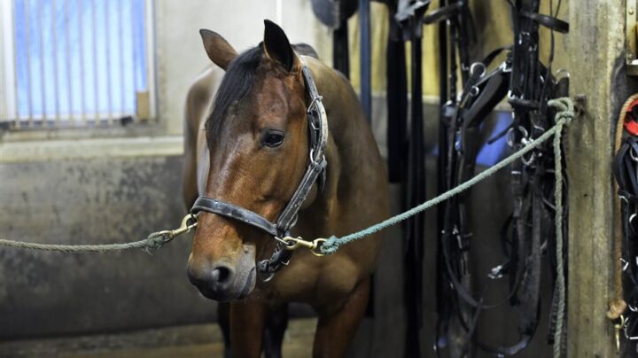 face-time-bourbon-i-stallet