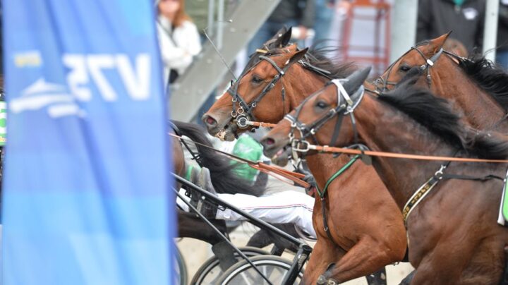 hastar-i-lopp-tajt-huvuden-1-4