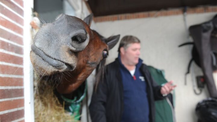 stefan-hutman-maharajah-infor-prix-d-amerique-2013-1-8