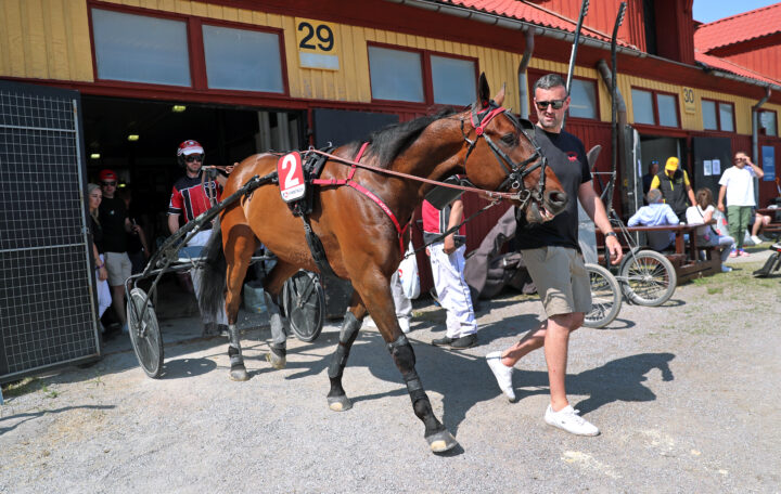 Harry Knows på  stallbacken_9104.jpg