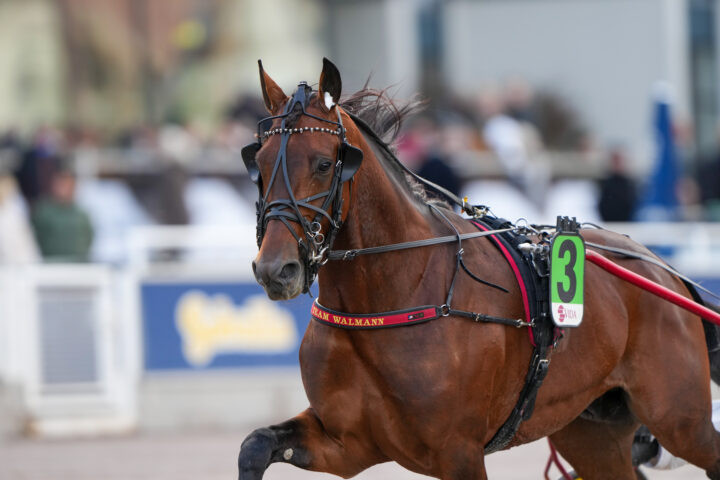 Bedazzled Sox Huvud -00627.jpg