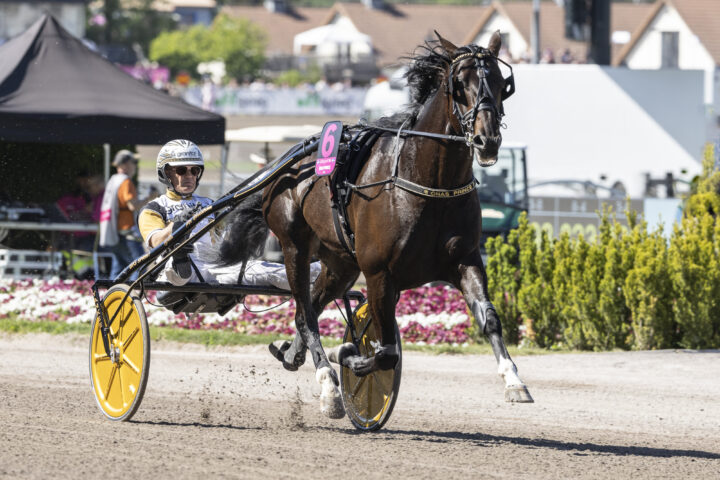 ÖNAS PRINCE heat 1.jpg