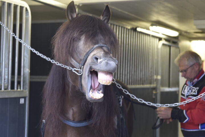 Bleke Borken gäspar.JPG