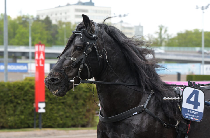 B.W.Sture 3.JPG