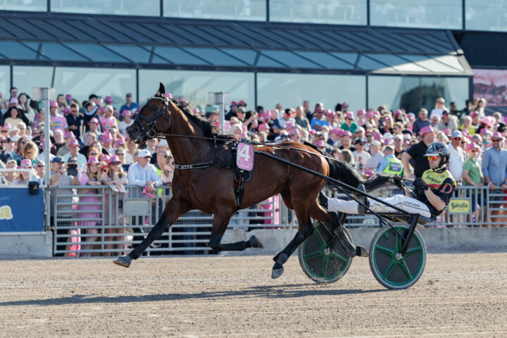DREAM MINE heat final Elitloppet.jpg